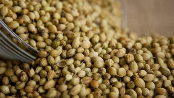 Coriander Seeds - Image 7