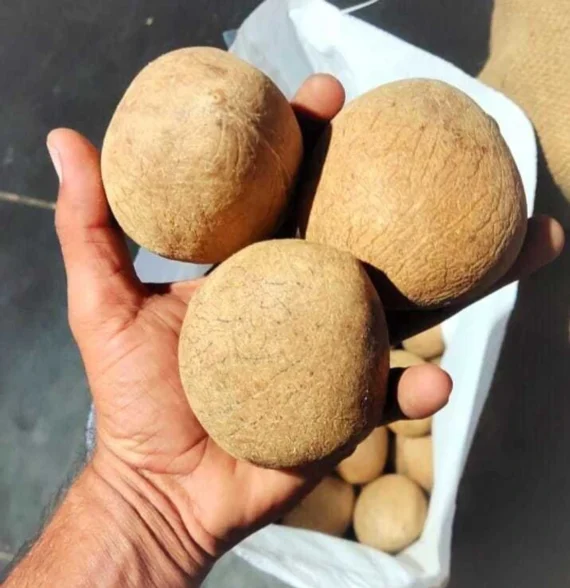 Dry Coconut - Image 2